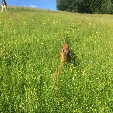 Nyaraló Ortmanns Eulennest *