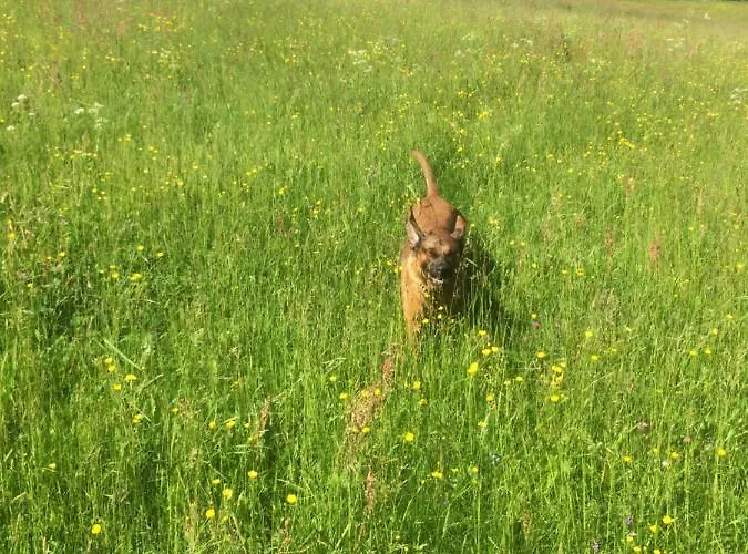 Casa vacanze Ortmanns Eulennest *
